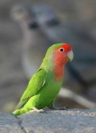 image of lovebird