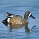 image of teal_duck #23