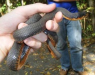 image of ringneck_snake
