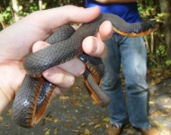 image of ringneck_snake #11