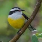 image of bananaquit #4