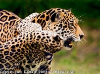 image of jaguar_car