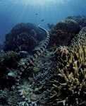image of sea_snake