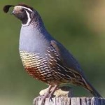 image of bird