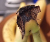 image of banana #5