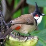 image of bird