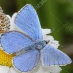 image of animal