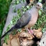 image of bird
