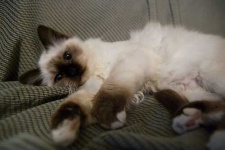image of animal