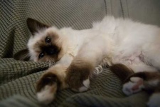 image of birman #24