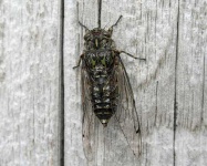 image of cicada