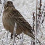 image of smiths_longspur #10