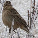 image of bird