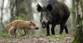 image of boar #41