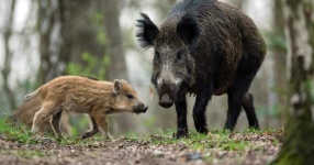 image of animal