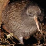 image of bird_kiwi #10