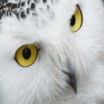 image of bird