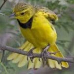 image of bird