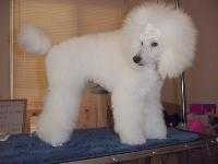 image of miniature_poodle