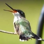 image of bird