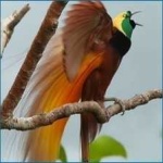 image of bird