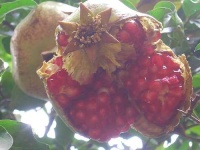 image of pomegranate