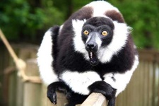 image of indri