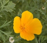 image of flower
