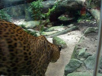 image of jaguar_car