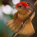 image of bird