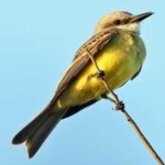 image of bird
