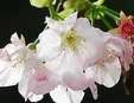 image of flower