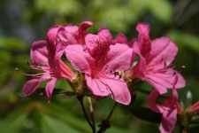 image of azalea #16