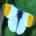 image of animal