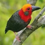 image of bird
