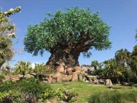 image of tree