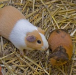 image of guinea_pig