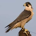 image of bird