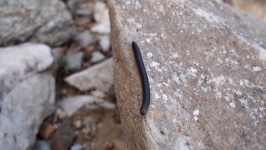 image of animal