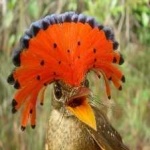 image of bird