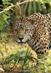 image of jaguar_car