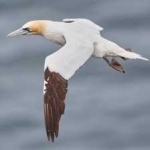 image of bird