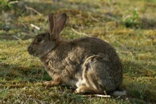 image of animal