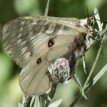 image of animal