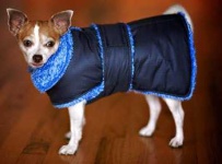 image of chihuahua