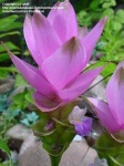 image of flower