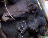 image of gorilla