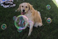 image of golden_retriever