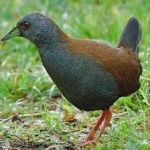 image of bird