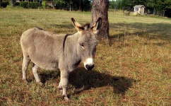 image of donkey #29
